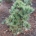 Pinus pumila 'Globe' m.kl.                    30-40