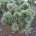 Pinus pumila 'Globe' m.kl.                    50-60