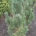 Pinus sylv. 'Fastigiata' m.kl.                  100-125