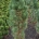 Pinus sylv. 'Fastigiata' m.kl.                  125-150