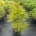 Sciadopitys verticillata C5                       40-50