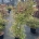Acer pal. 'Oridono-nishiki' C20                   125-150