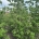 Cornus 'Norman Hadden' dr.kl.                  250-275
