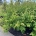 Cornus 'Norman Hadden' m.kl.                  150-175   extra