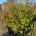 Cornus 'Norman Hadden' m.kl.                  175-200