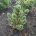 Pinus parv. 'Bergman' m.kl.                    40-50