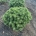 Pinus mugo 'Benjamin' m.kl.                    30-35