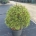 Pinus mugo 'Grüne Kugel' C10                     40-50