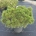 Pinus mugo 'Grüne Kugel' C10                     50-60