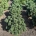 Pinus mugo 'Heinis Triumph' m.kl.                    30-40