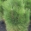 Pinus nigra 'Green Tower' m.kl.                    60-80