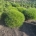 Pinus 'Marie Bregeon' m.kl.                    40-50