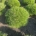 Pinus 'Marie Bregeon' m.kl.                    50/+