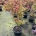 Acer pal. 'Summer Gold' C18                   100-125