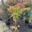 Acer pal. 'Summer Gold' C30                   150-175