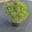 Pinus mugo 'Winter Sun' C23                     60-70
