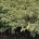 Cornus k. 'Wolf Eyes' m.kl.                    80-100   extra