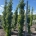 Liquidambar s. 'Slender Silhouette' dr.kl.                 250-300