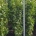 Liquidambar s. 'Slender Silhouette' m.kl.                  200-250