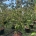 Cornus 'Constellation' C50                   175-200