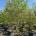 Cornus 'Stellar Pink' C110                 250-300