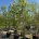 Cornus 'Ruth Ellen' C110                 300-350