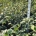 Hamamelis int. 'Rubin' m.kl.                  100-125