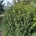 Taxus b. 'Globosum Aurea' m.kl. H 200 cm. B 250 cm.